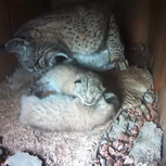 Veterinários e tratadores que ajudaram a nascer mais de 120 linces no Algarve vão ser dispensados pelo ICNF