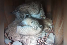 Veterinários e tratadores que ajudaram a nascer mais de 120 linces no Algarve vão ser dispensados pelo ICNF