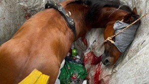 Cavalo de charrete cai dentro de ecoponto em Sintra