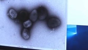 Varíola dos macacos infeta 710 em Portugal