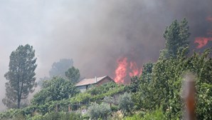 Fogo na Serra da Estrela leva sustento e revolta moradores
