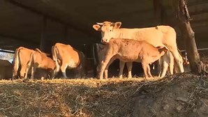 Criadores de gado desesperam com falta de água devido à seca