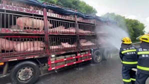 Porcos sofrem insolação durante onda de calor na China e são ajudados pelos bombeiros