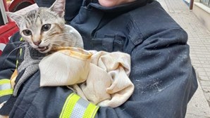 Gato resgatado por bombeiros em Leça da Palmeira