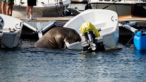 Morsa famosa de 600 quilos foi abatida pelas autoridades da Noruega por invadir embarcações