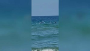 Grupo de golfinhos avistado junto à praia da Fonte da Telha, em Almada