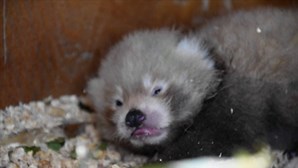 Panda-vermelho bebé é 'milagre' nascido em reserva natural no Reino Unido