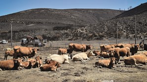 Pastores enfrentam fogo na serra da Estrela para salvar gado 