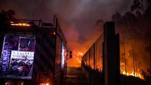 Destruição de aviário pelo incêndio de Ourém provoca prejuízo de 1 milhão de euros