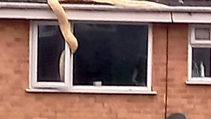 Píton com quase seis metros entra pela janela de casa e família usa vassoura para se proteger