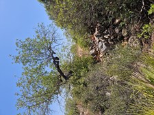 Restos mortais foram encontrados dentro uma mala de viagem, num terreno agrícola isolado em São Lourenço, no interior de um muro de pedra