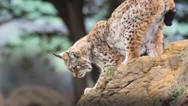 Lince ibérico