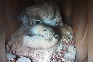 Lince ibérico: ‘Big Brother’ trava extinção de espécie ameaçada 