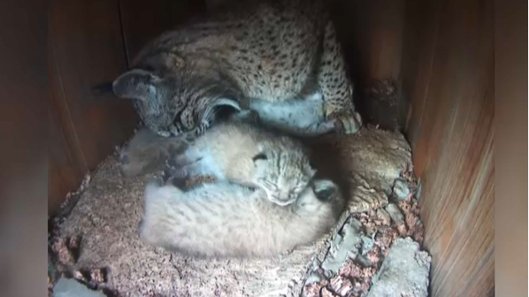 Veterinários e tratadores que ajudaram a nascer mais de 120 linces no Algarve vão ser dispensados pelo ICNF