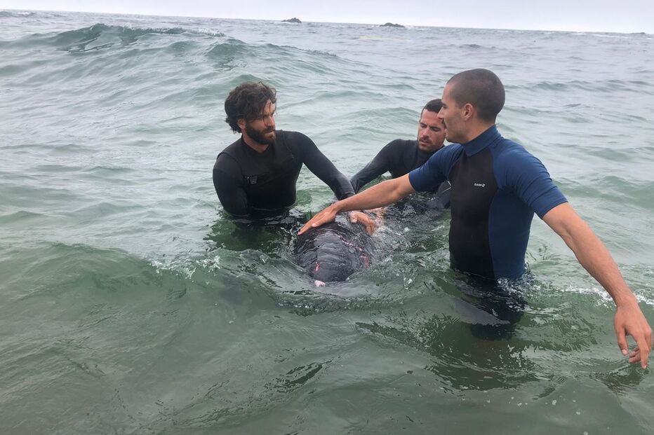 cachalote-pigmeu, praia do Aterro, Matosinhos