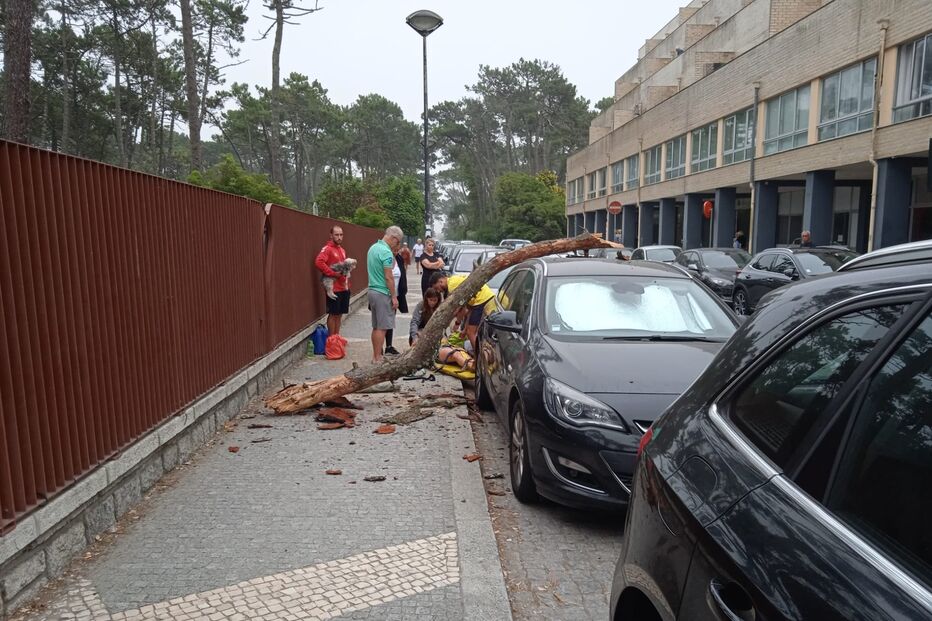 queda de árvore em Ofir
