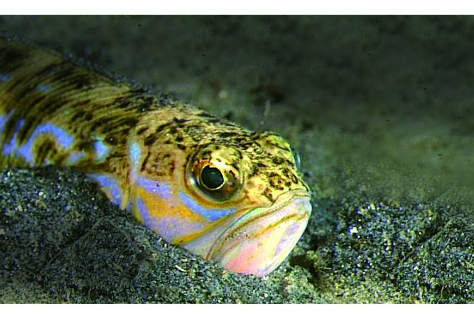 Peixe-aranha pica 700 banhistas no Algarve