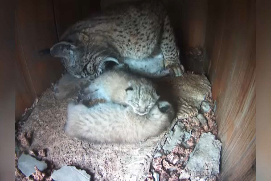 Lince ibérico: ‘Big Brother’ trava extinção de espécie ameaçada 