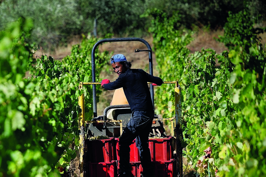 vindimas, agricultura