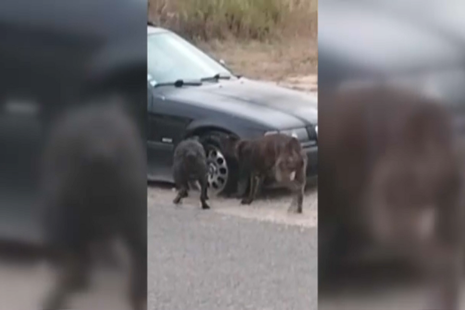 Cães perigosos andam à solta em Santarém e atacam vizinhos