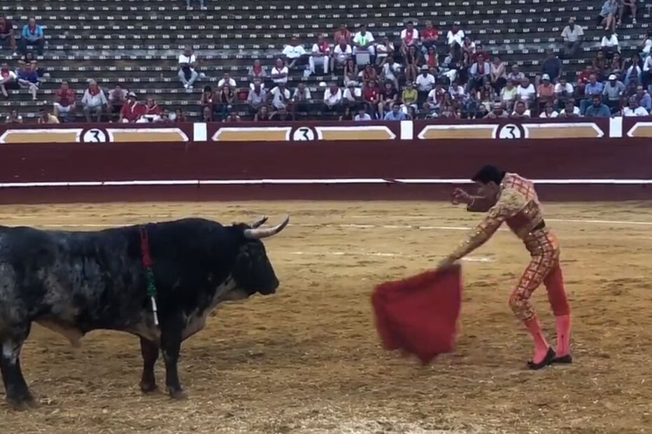 touro, tourada, Manuel Diosleguarde 