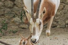 2022-09-27_18_52_11 Órix-de-cimitarra_1 (4).jpg