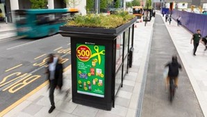 Reino Unido prepara-se para colocar jardins para abelhas e borboletas nos tectos das paragens de autocarro
