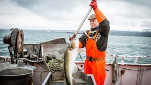 Quota para pescar bacalhau sobe 52%