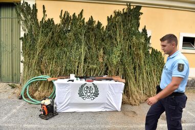 GNR arrasa cultura de canábis a traficante e ‘colhe’ 2600 plantas