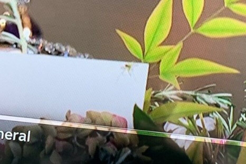 Aranha vista em cima do caixão da rainha Isabel II dá que falar nas redes sociais