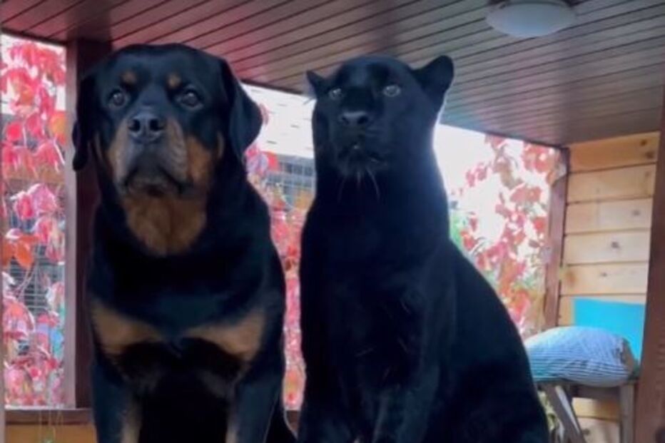 Luna, a pantera que foi criada com a cuidadora e uma Rottweiler