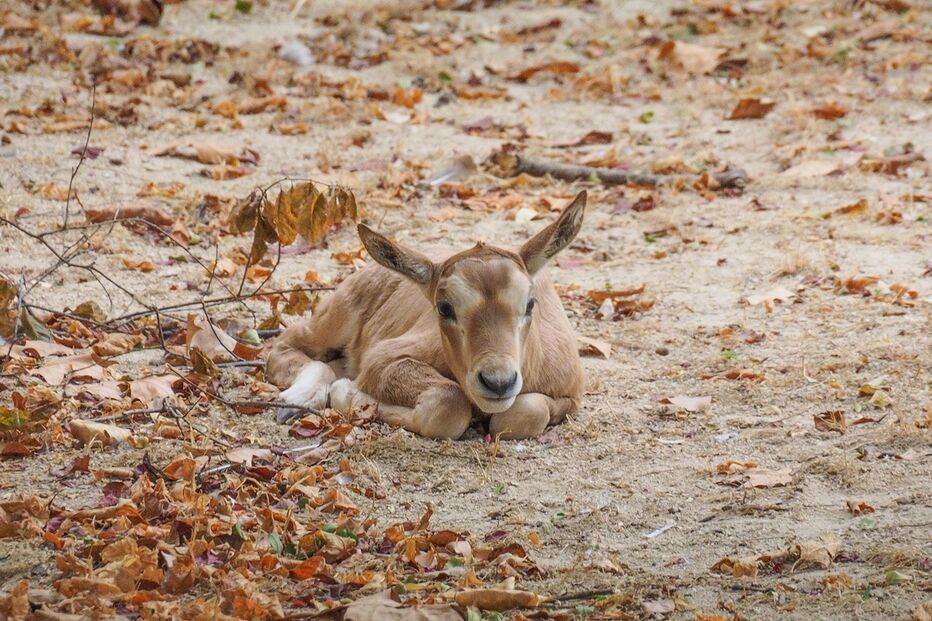 Órix-de-cimitarra_1 (3).jpg