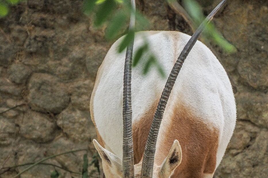2022-09-27_18_52_11 Órix-de-cimitarra_1 (4).jpg