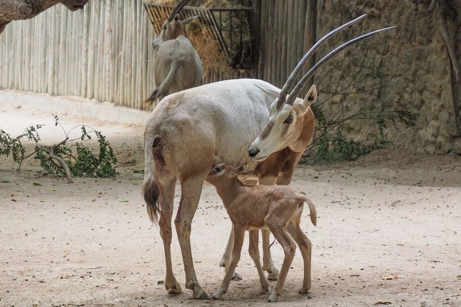 2022-09-27_18_52_17 Órix-de-cimitarra_1 (2).jpg
