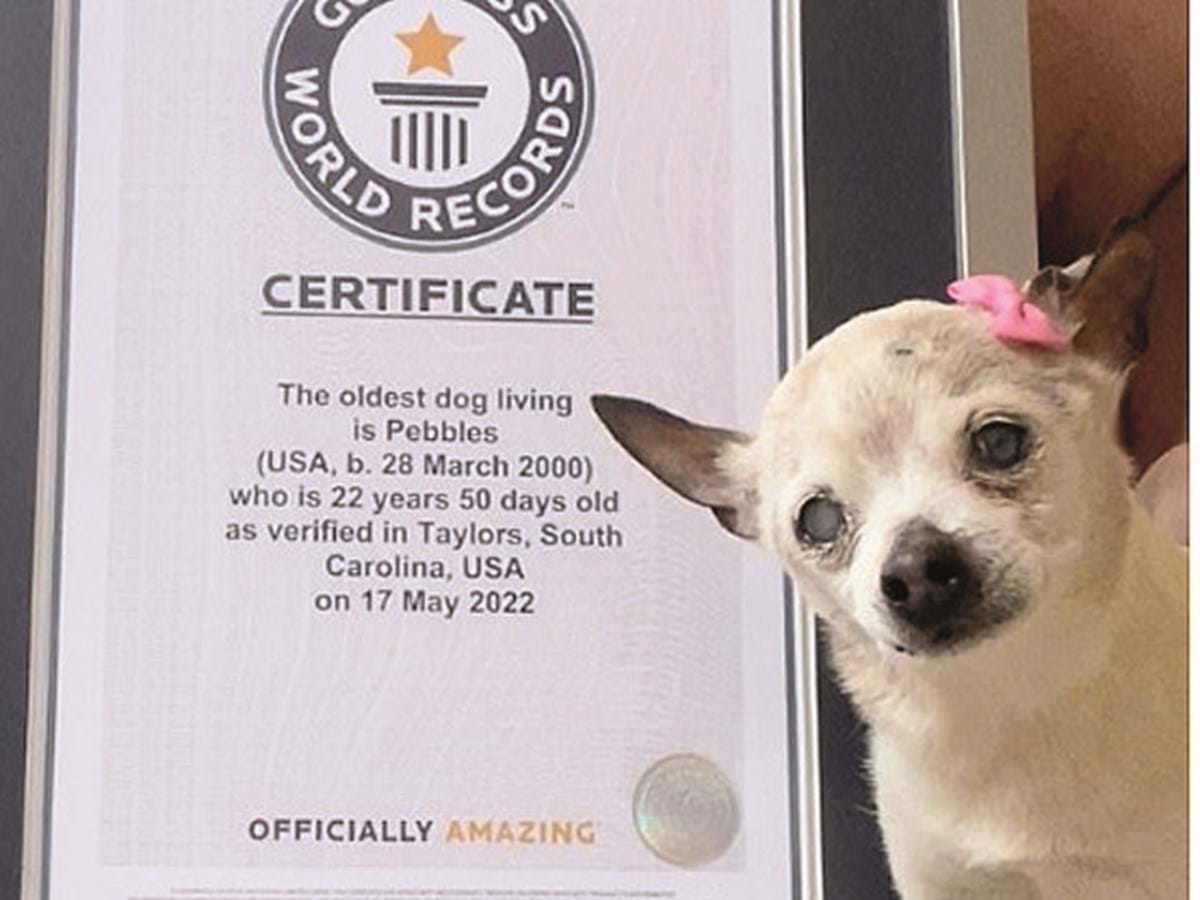 Morreu o cão mais velho do mundo - Sociedade - Correio da Manhã