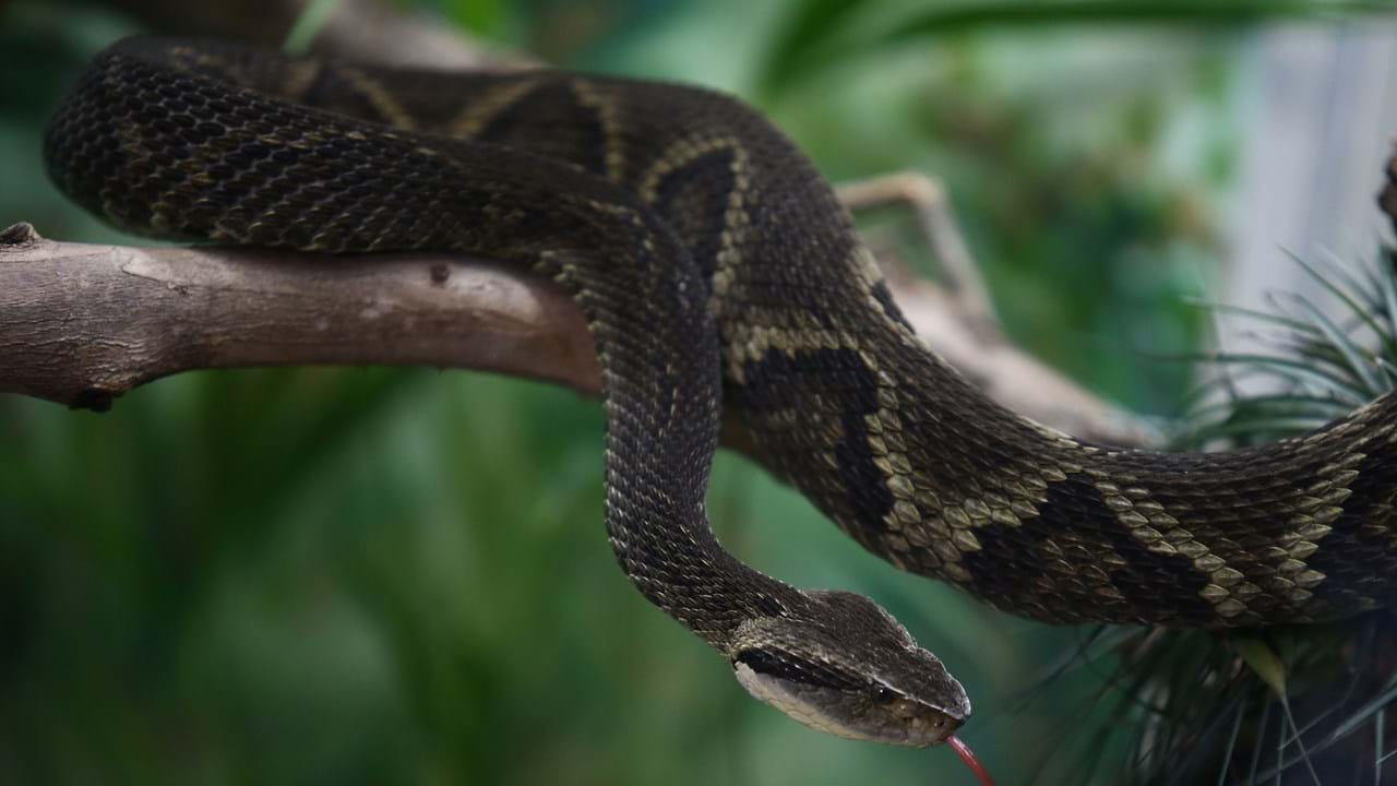 Cobras matam quase nove mil pessoas por ano em Moçambique