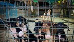 Provedora do Animal quer solução legal para maus-tratos antes da revisão constitucional