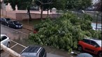 Árvore cai em Braga e atinge poste de eletricidade