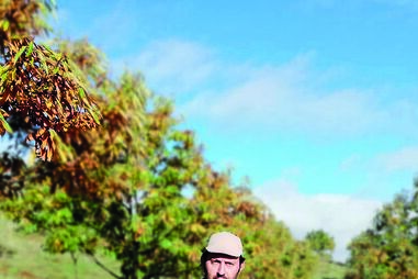 Lino Sampaio, produtor de castanhas