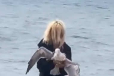 Mulher detida pela PSP por maus tratos a gaivota no Cais do Sodré em Lisboa