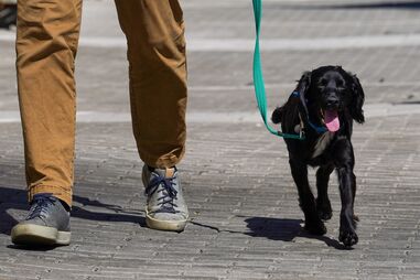 Obrigatoriedade de microchips em animais de estimação