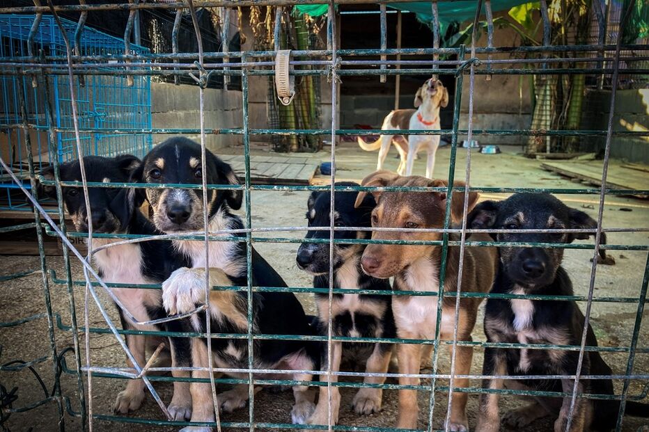 maus-tratos a animais, animais, lei