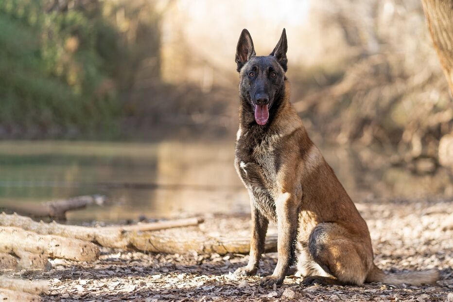 pastor-belga-malinois, cão