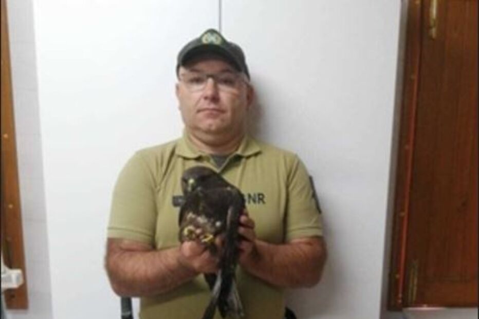 GNR resgatou águia-de-asa-redonda que se encontrava debilitada