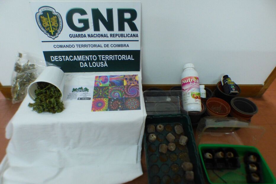 Detido 900 selos LCD