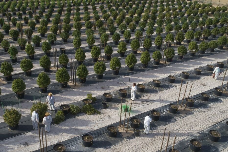 Atualmente, há 20 empresas autorizadas a produzir canábis