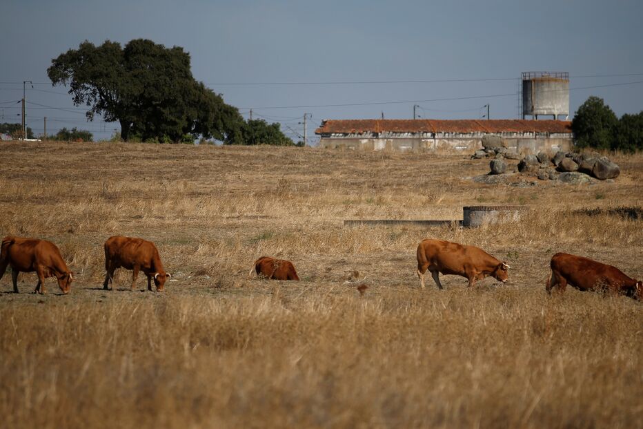 Projeções da OMM apontam para anos mais quentes registados entre 2015 e 2022
