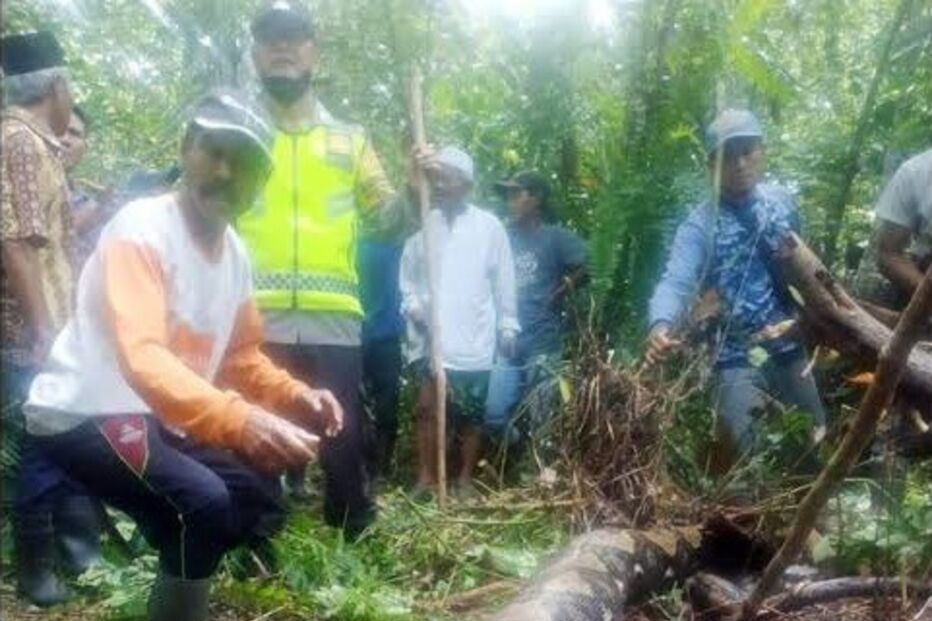 Píton na Indonésia