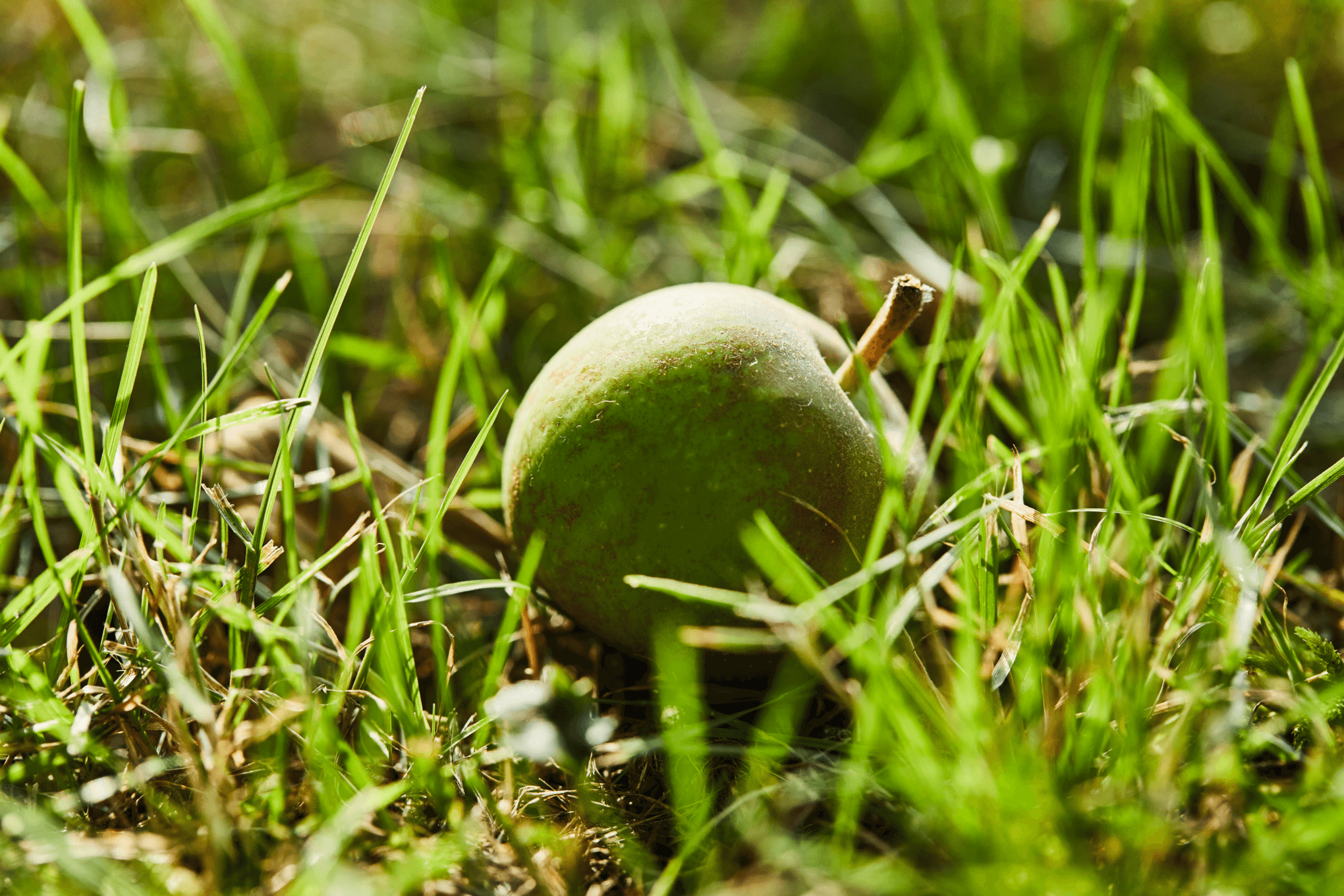 Do you know when, how and why to prune fruit trees?
