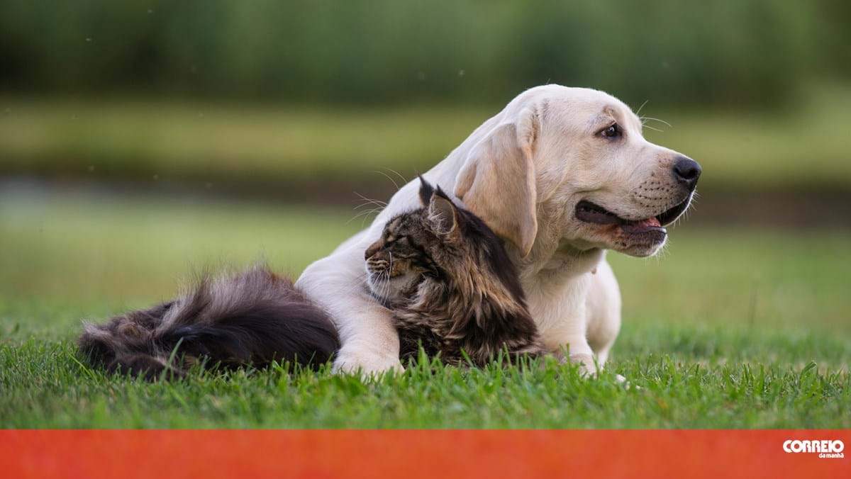 Cerca de 3 mil cães e gatos morreram envenenados em Cabo Verde no último ano